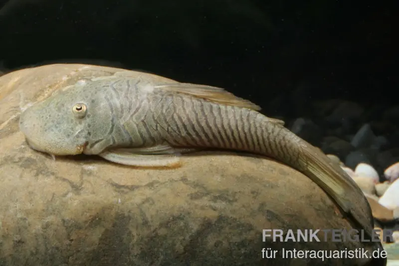 Loricariidé de montagne, Chaetostoma thomasi/thomsoni L146, L444