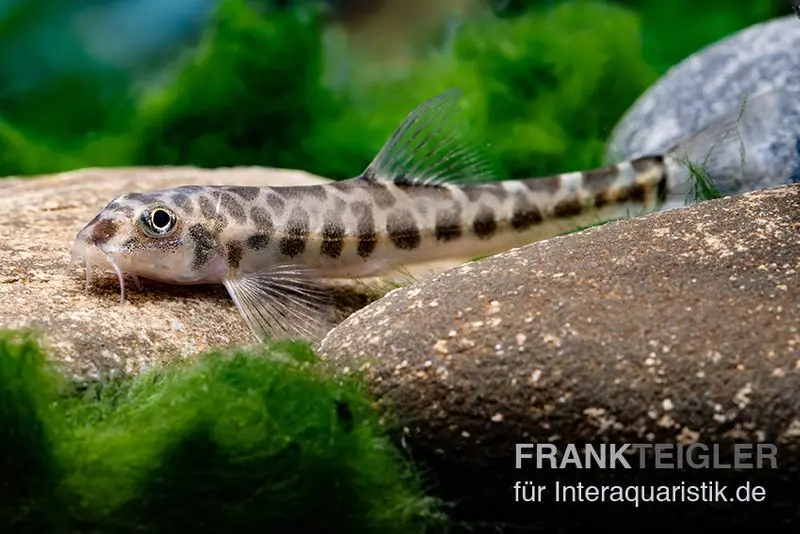 Loche naine léopard, Nemacheilus corica, 4-5 cm