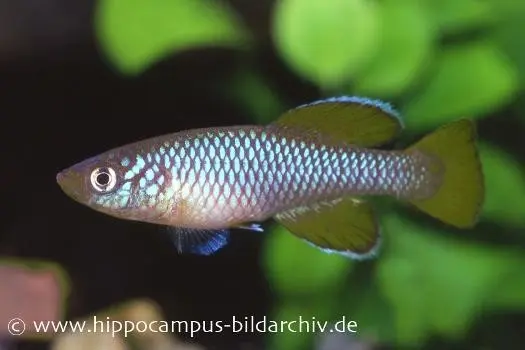 Souche sur tourbe de killies Nothobranchius korthausae yellow, 30 œufs