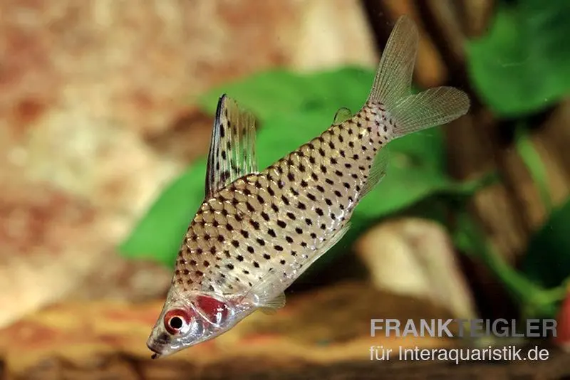 Kopfsteher ponctué, Chilodus punctatus
