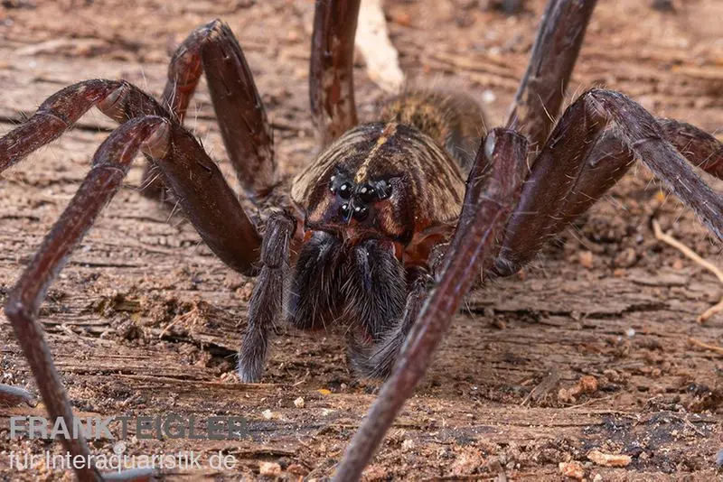 Araignée pêcheuse, Dolomedes sp. Nigeria