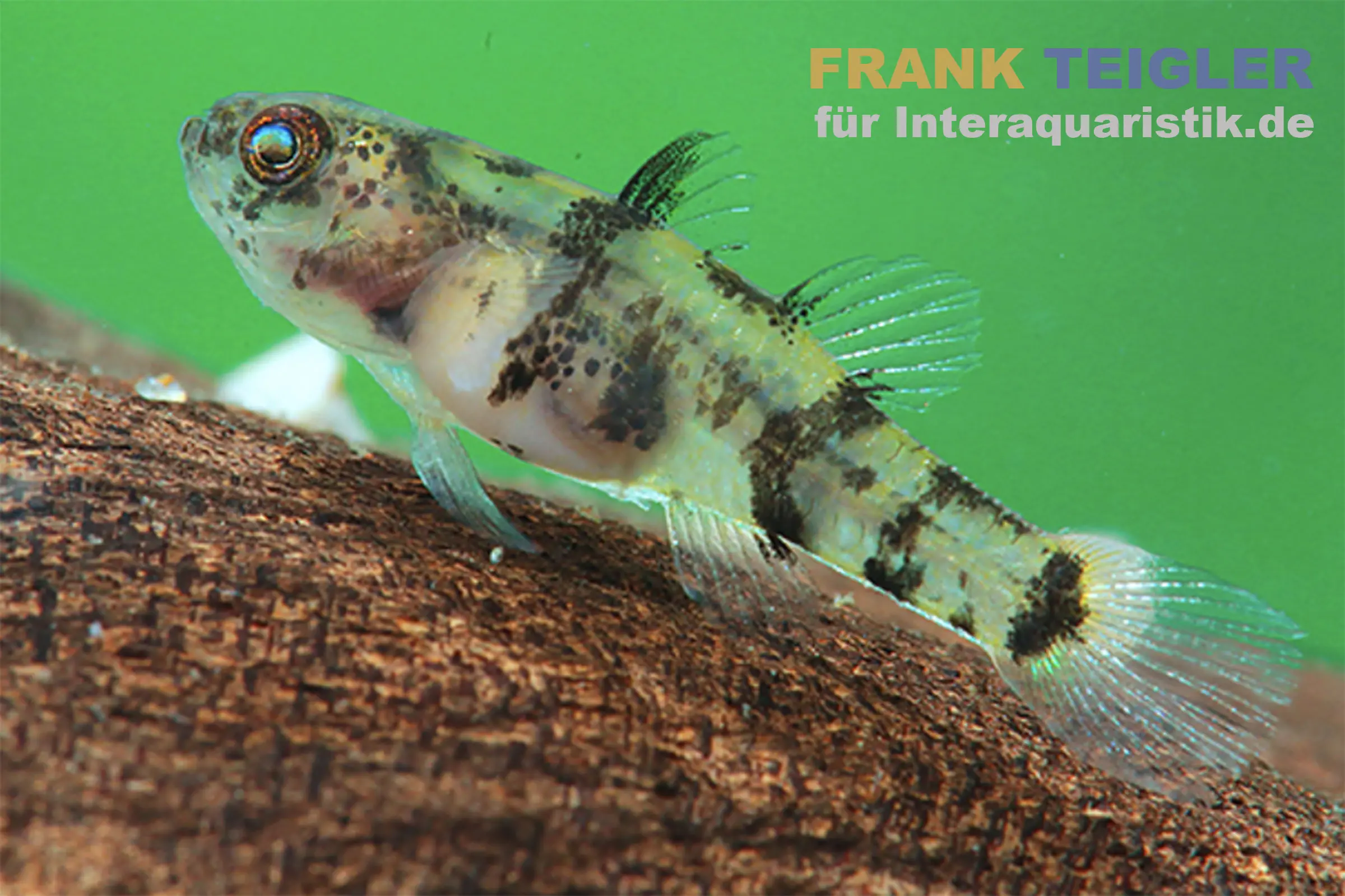 Gobie à anneaux dorés du Mékong, Brachygobius mekongensis (mini-poisson)