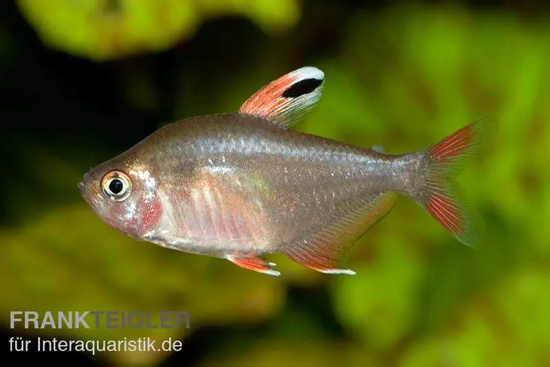 Tétra bentosi, Hyphessobrycon bentosi
