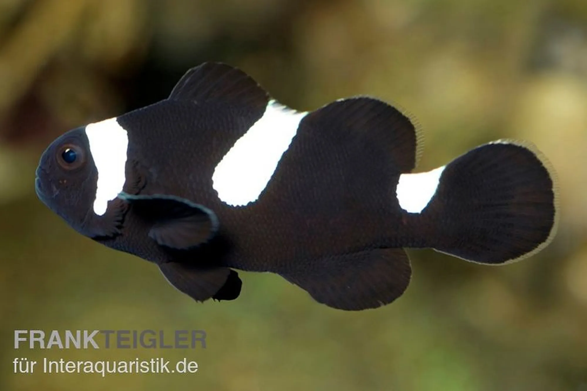 Ocellaris-Clownfisch „Midnight“, Amphiprion ocellaris