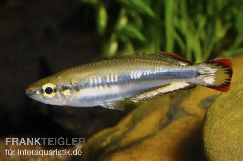 Poisson arc-en-ciel à queue rouge, Bedotia geayi