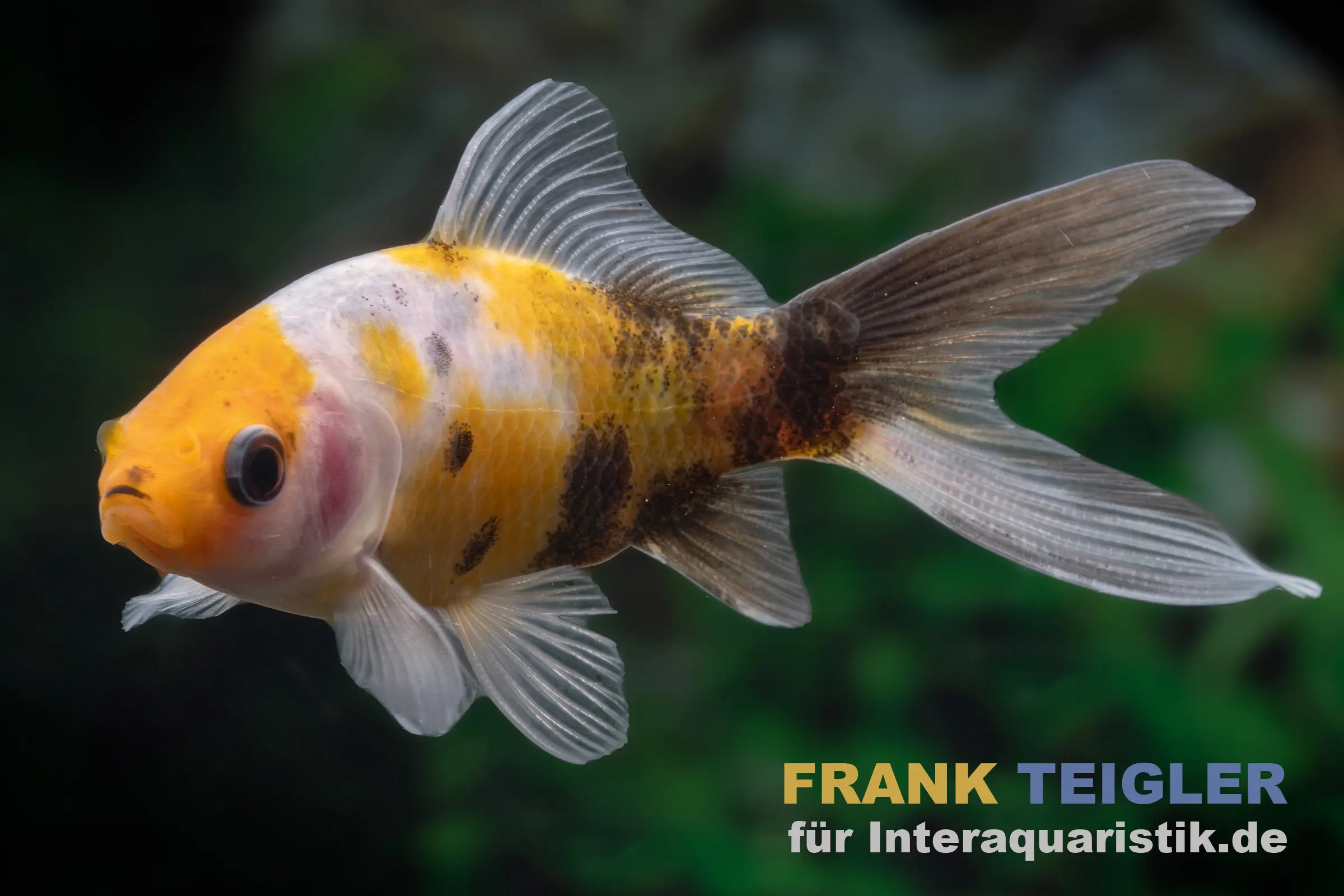 Shubunkin jaune et noir, Carassius auratus (eau froide)