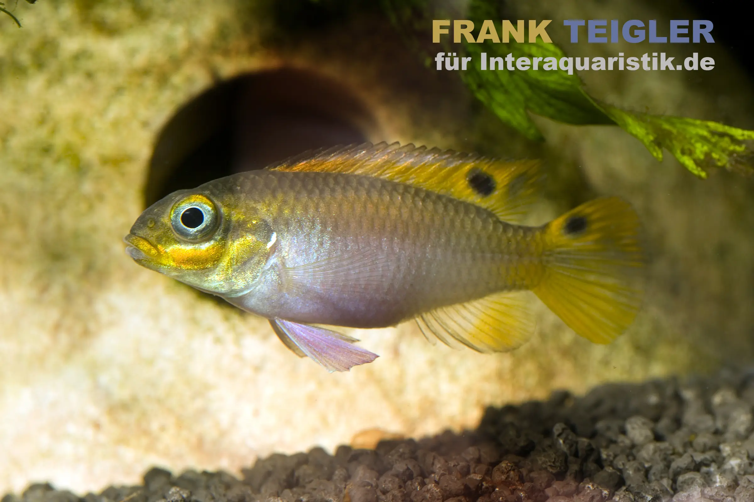 Cichlidé joyau Dehane, Pelvicachromis taeniatus dehane