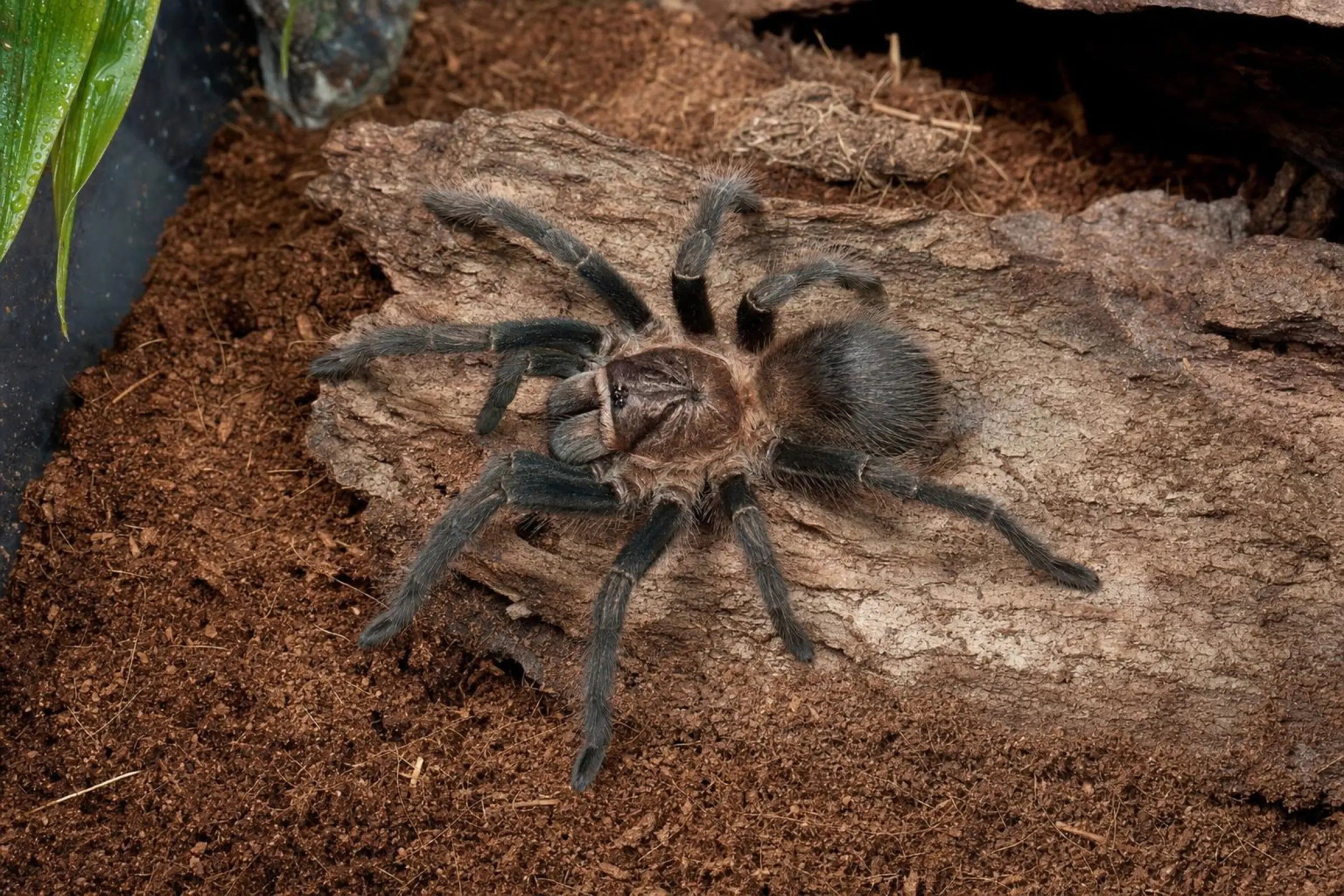 Mygale cubaine, Phormictopus cautus