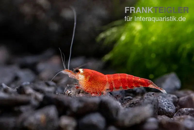 Crevette Super Crystal Red « Santa », Caridina logemani