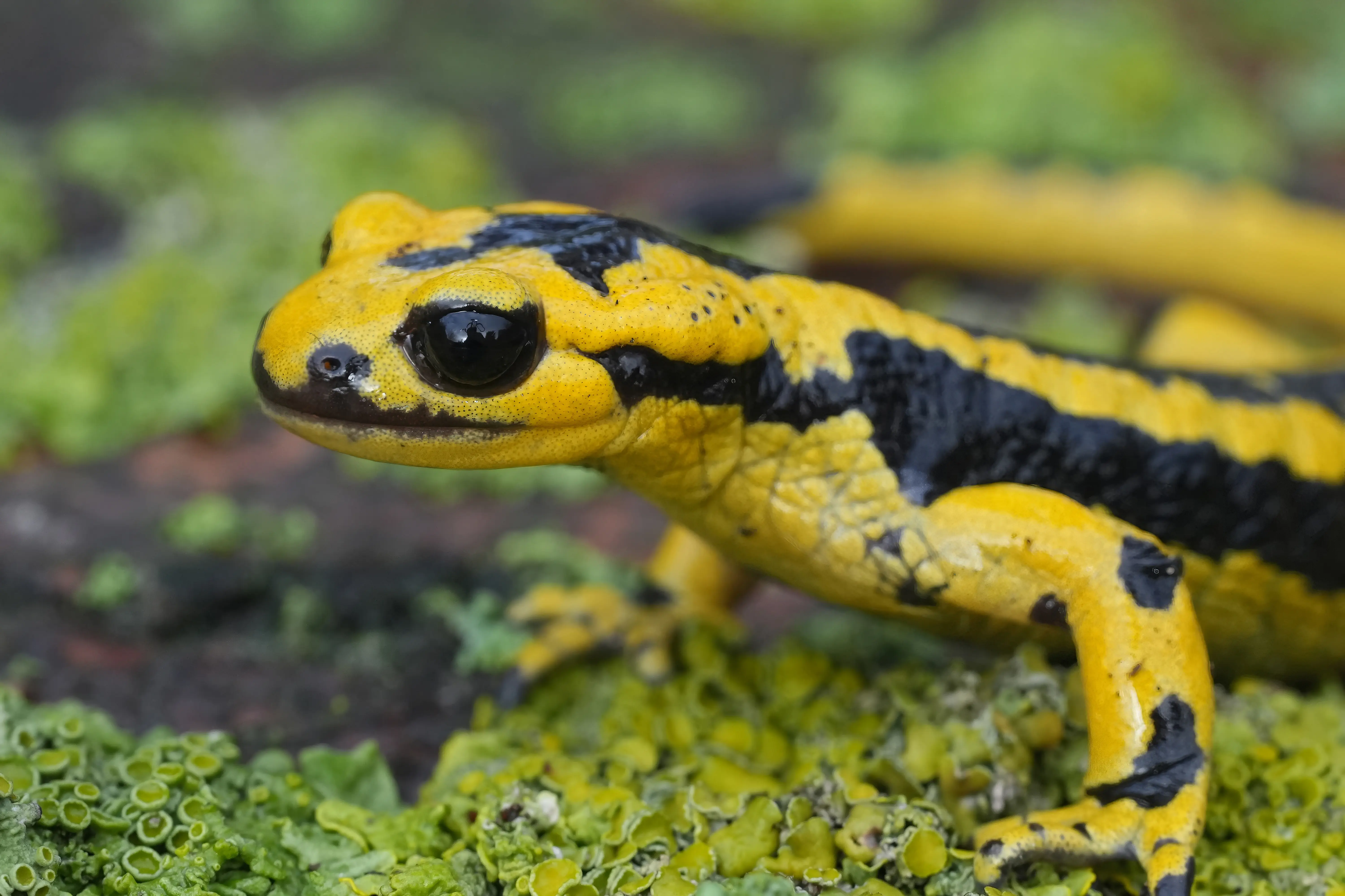 Salamandre de feu asturienne, Salamandra salamandra bernardezi