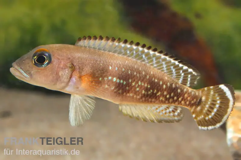 Cichlidé conchylicole à yeux bleus, Neolamprologus meeli, 3-5 cm