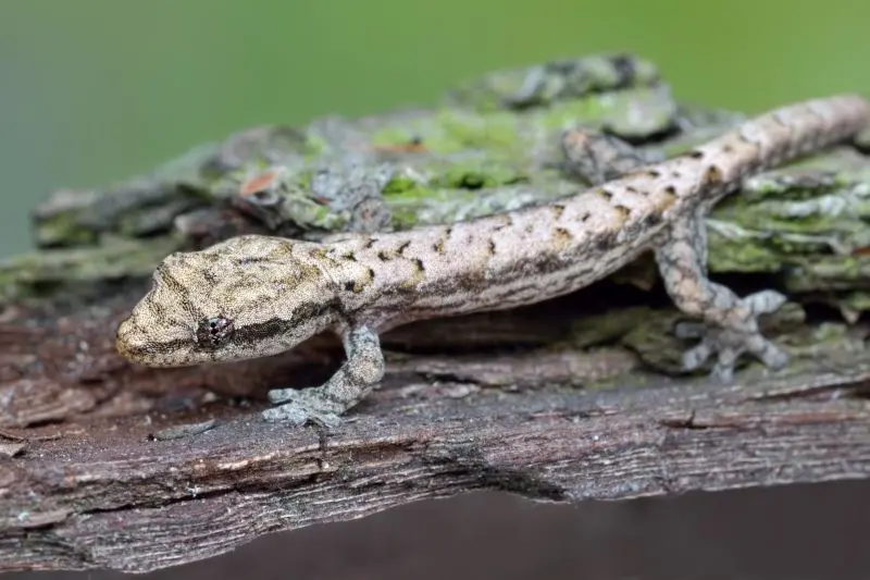 Gecko demi-deuil, Lepidodactylus lugubris, juvéniles
