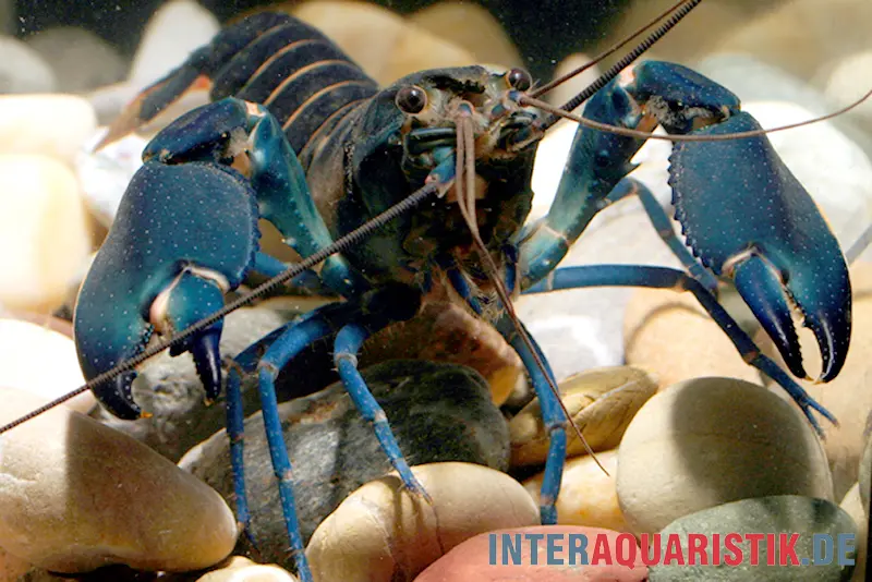 Écrevisse bleu foncé variante I, Cherax sp. « Blue Moon Type I »
