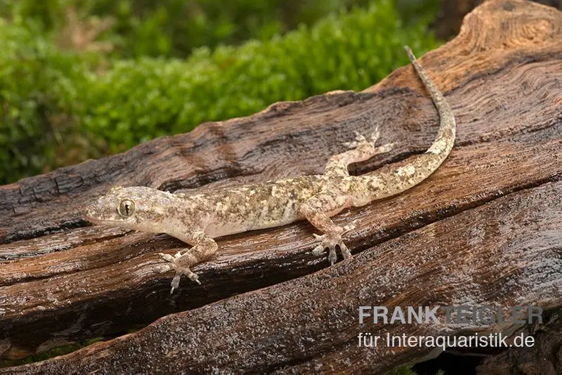 Gecko domestique africain, Hemidactylus brookii