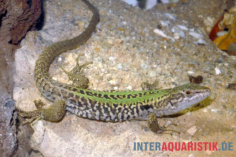 Lézard des ruines, Podarcis siculus