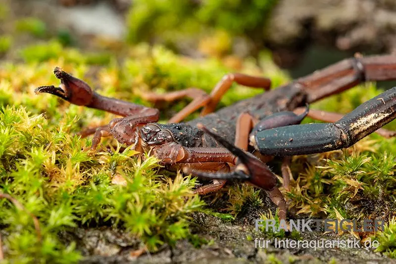 Scorpion gracilis, Centruroides gracilis