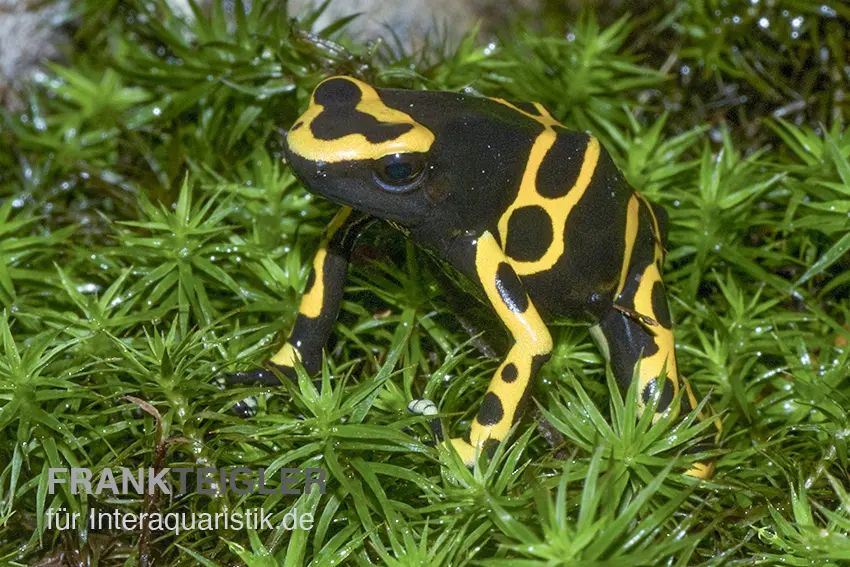 Dendrobate à bandes jaunes, Dendrobates leucomelas « Puerto Ayacucho »