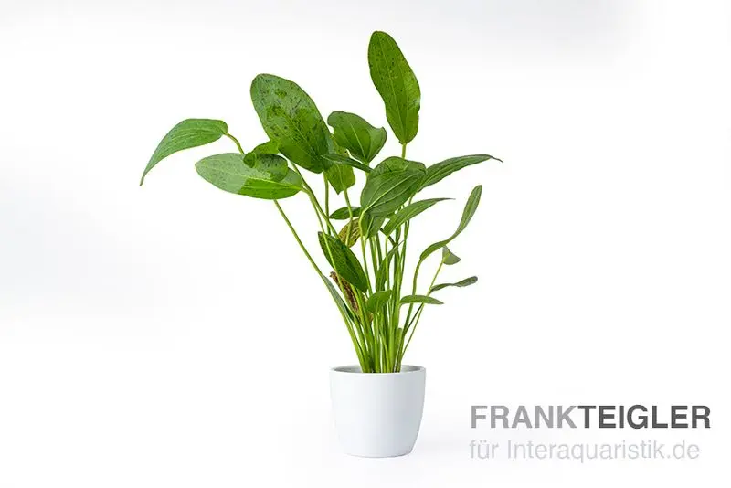 Echinodorus « Ozelot Green », en pot