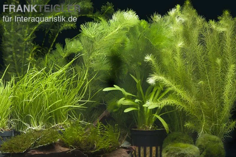 Assortiment de plantes d’aquarium « Aquarium à crevettes » pour aquarium de 100-120 cm, set de plantes d’aquarium