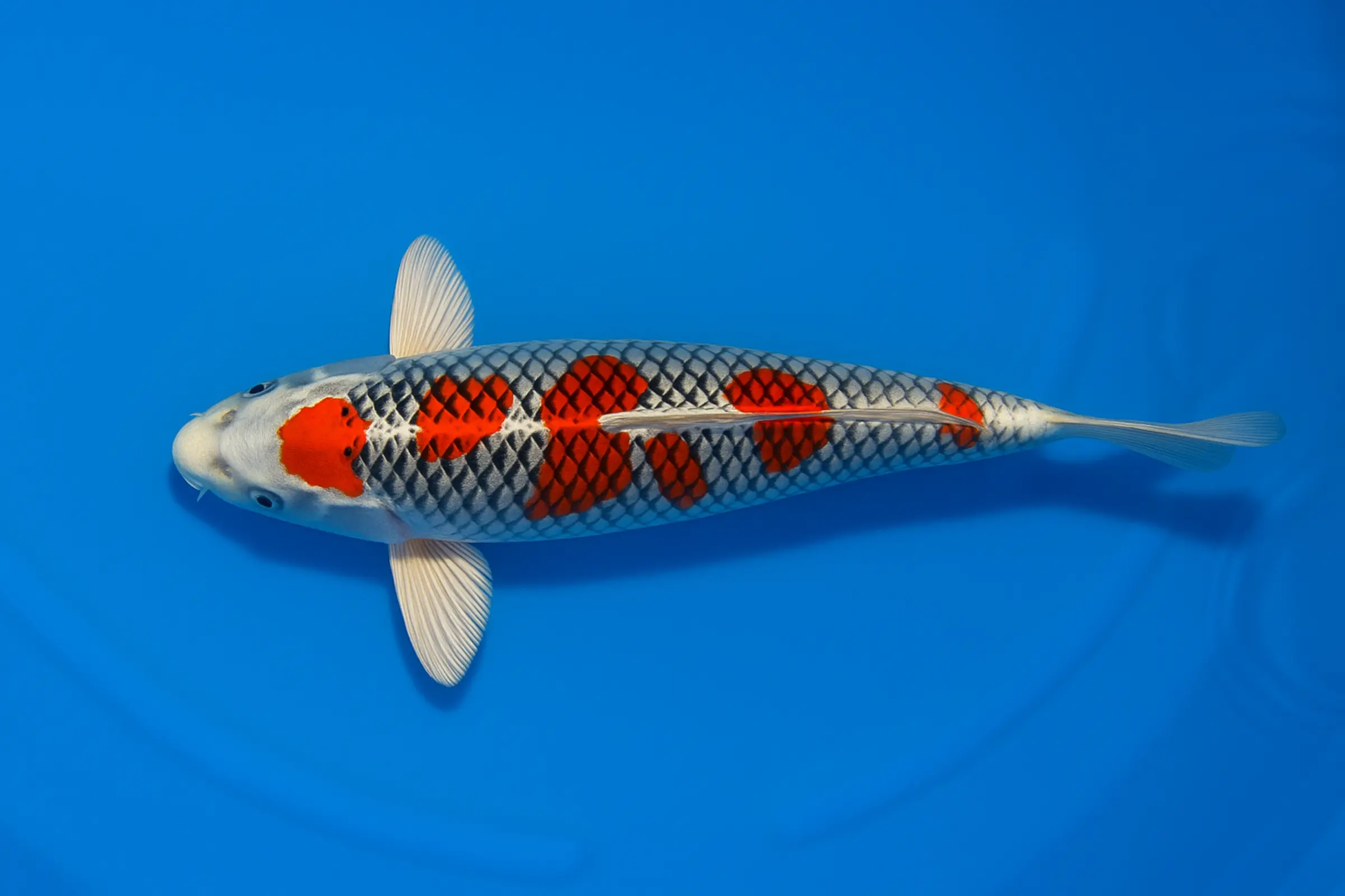 Koi japonais Yamanaka Tosai Kujaku, Cyprinus carpio, 13-18 cm