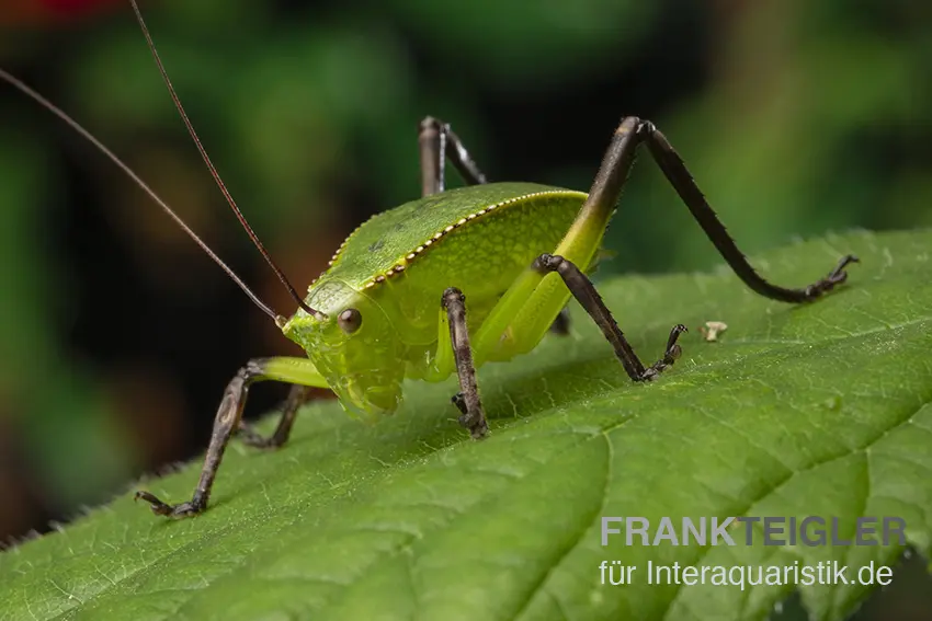 Sauterelle géante feuille, Siliquofera grandis