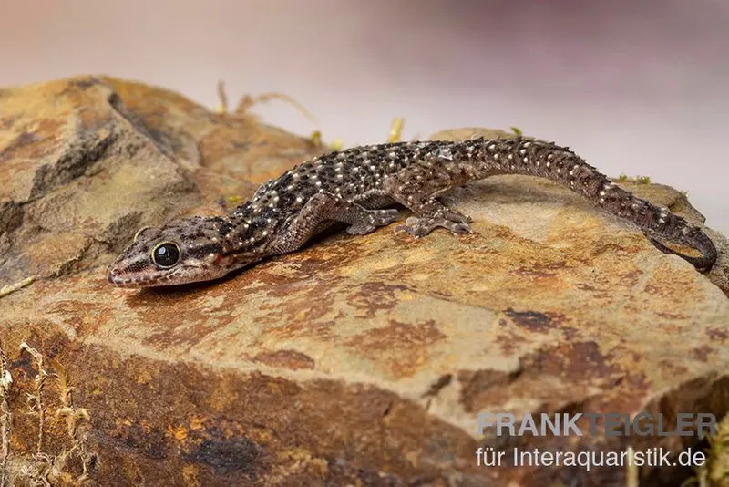 Gecko domestique ponctué, Hemidactylus angulatus