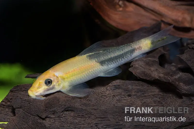 Loche suceuse bicolore, Gyrinocheilus aymonieri