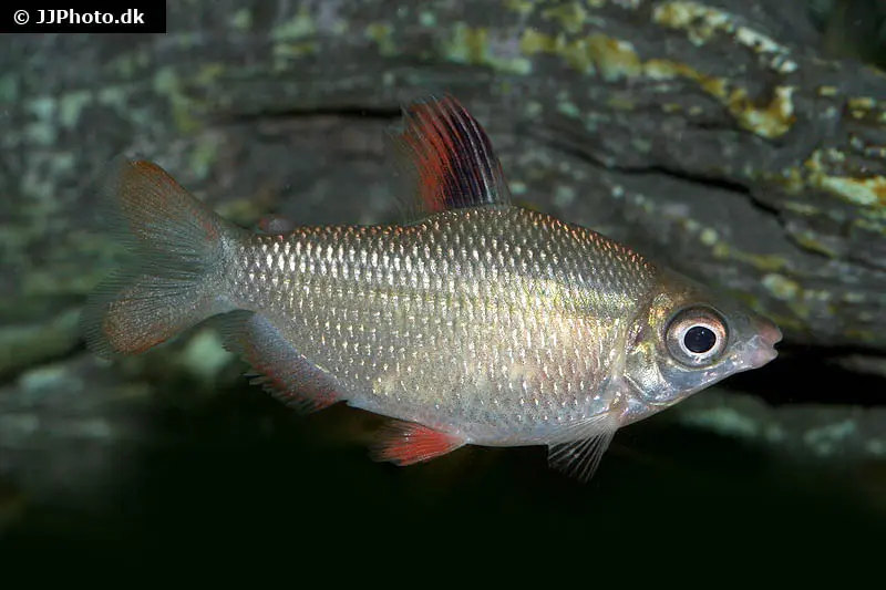 Distichodus à nageoires rouges, Distichodus affinis