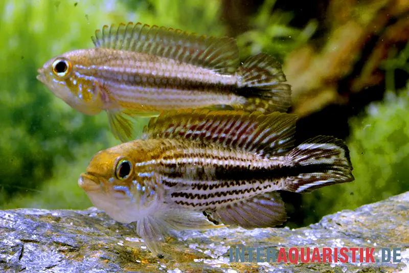 Cichlidé nain d’Agassiz, Apistogramma agassizii TEFE (vendu par couple)