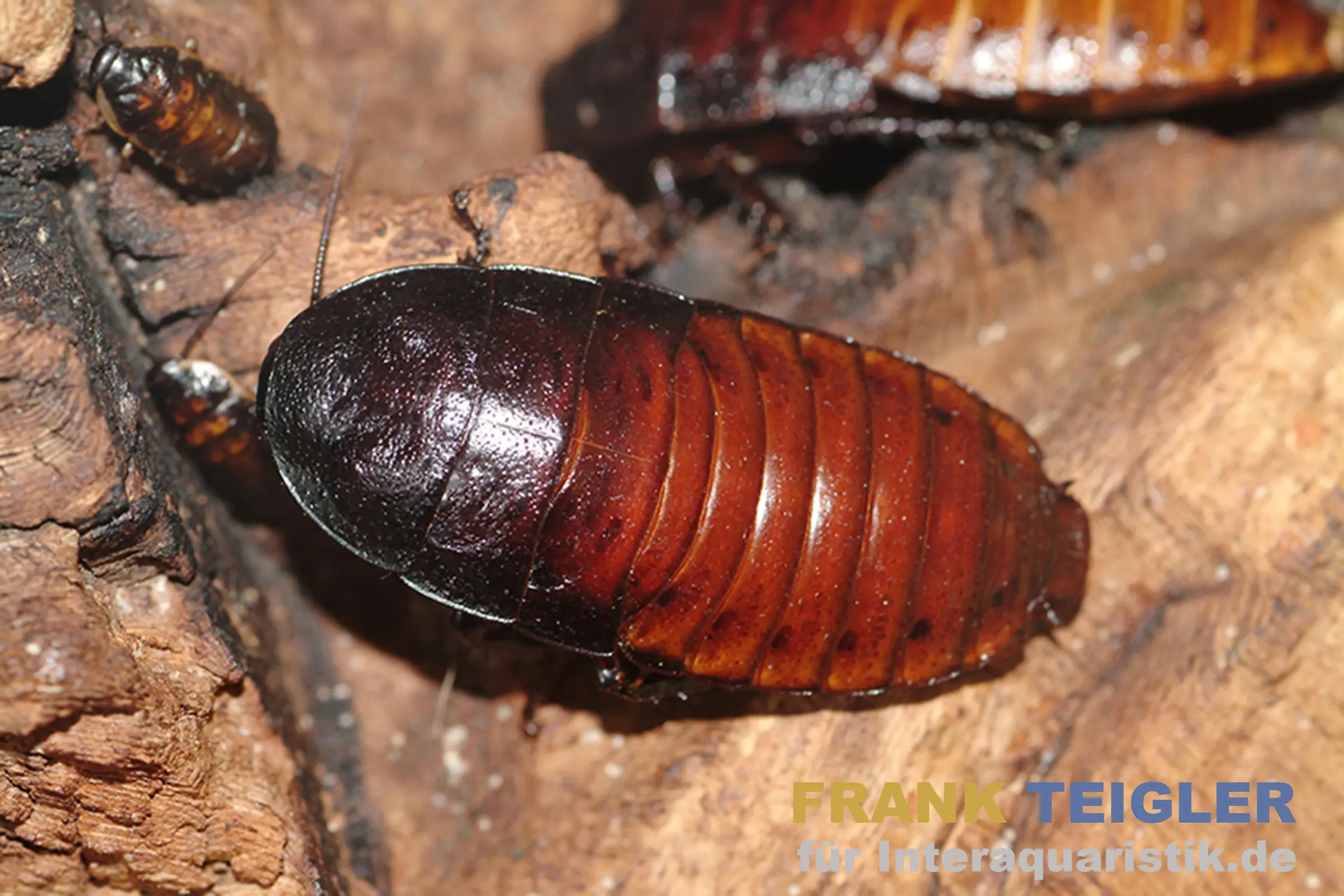 Blatte siffleuse de Madagascar, Gromphadorhina portentosa