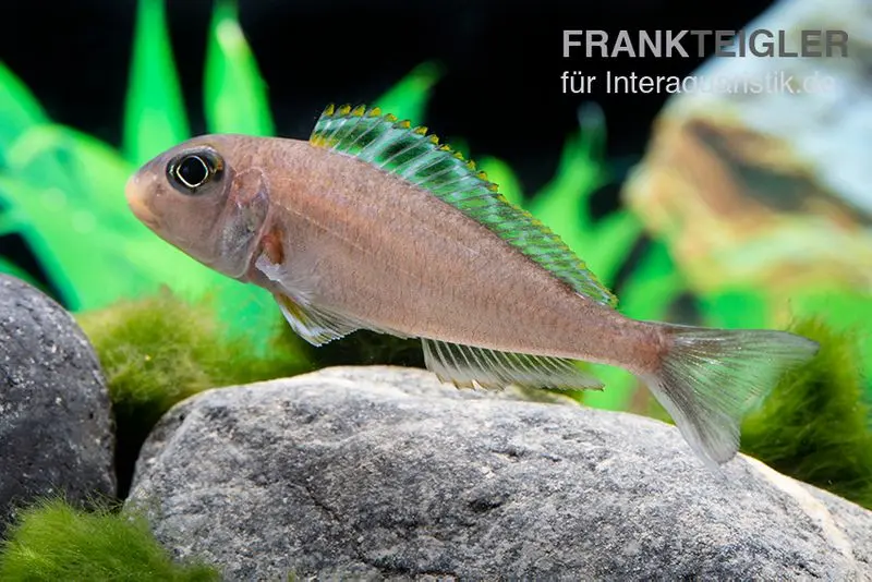 Cichlidé de sable Kekese, Xenotilapia papilio Kekese Sunflower