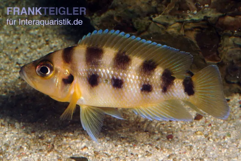 Lamprologus à six bandes, Neolamprologus sexfasciatus gold, élevage allemand