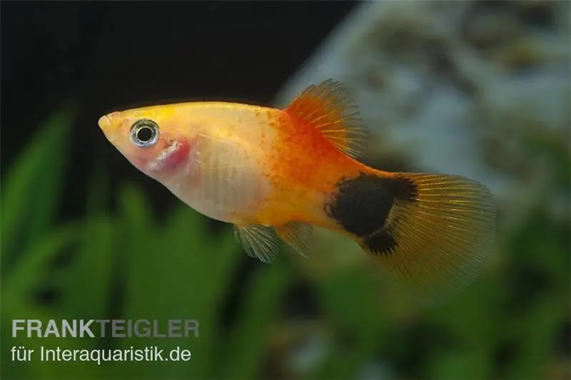 Platy Mickey Mouse doré, Xiphophorus maculatus