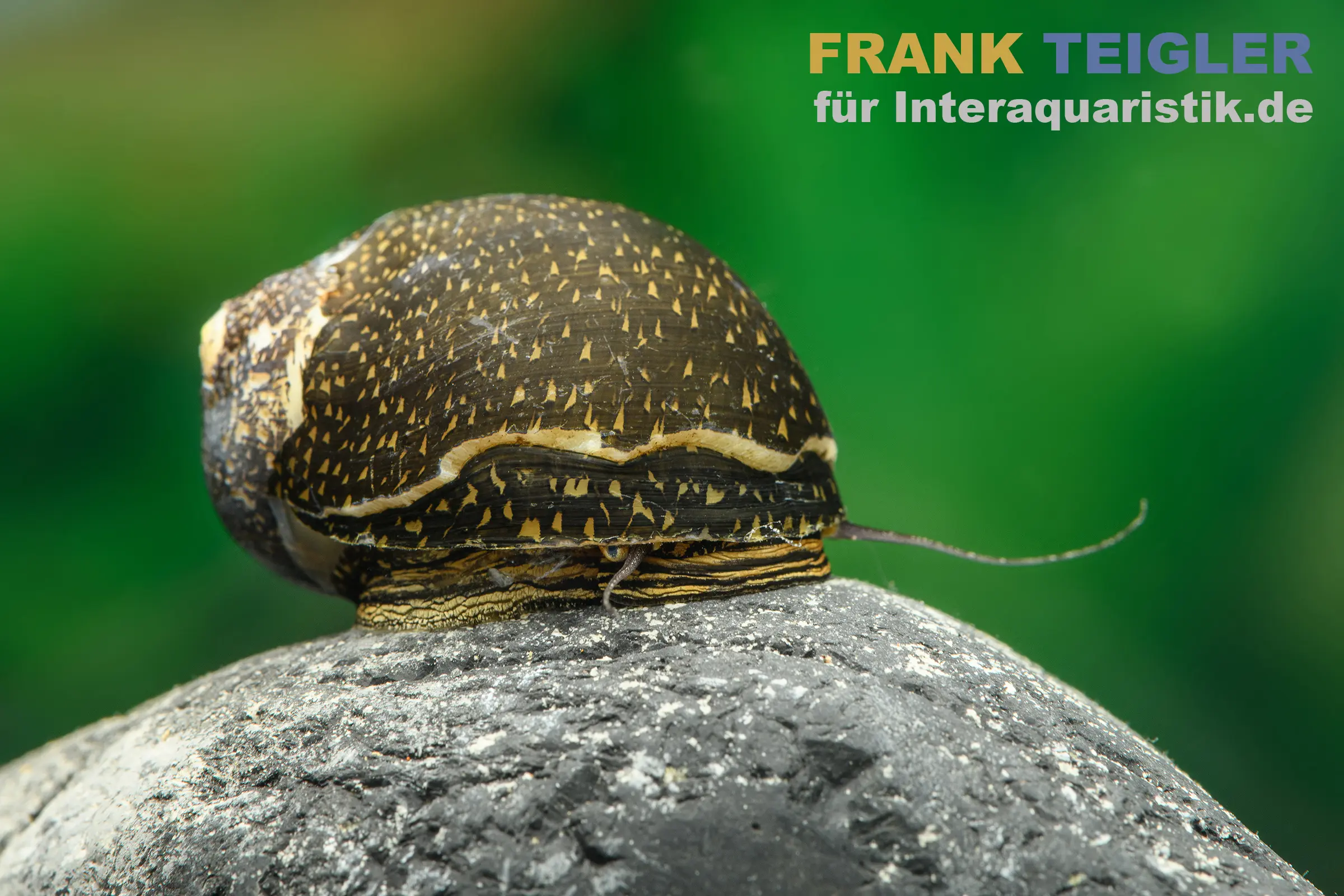 Escargot coureur Green Tiger, Neritina sp.
