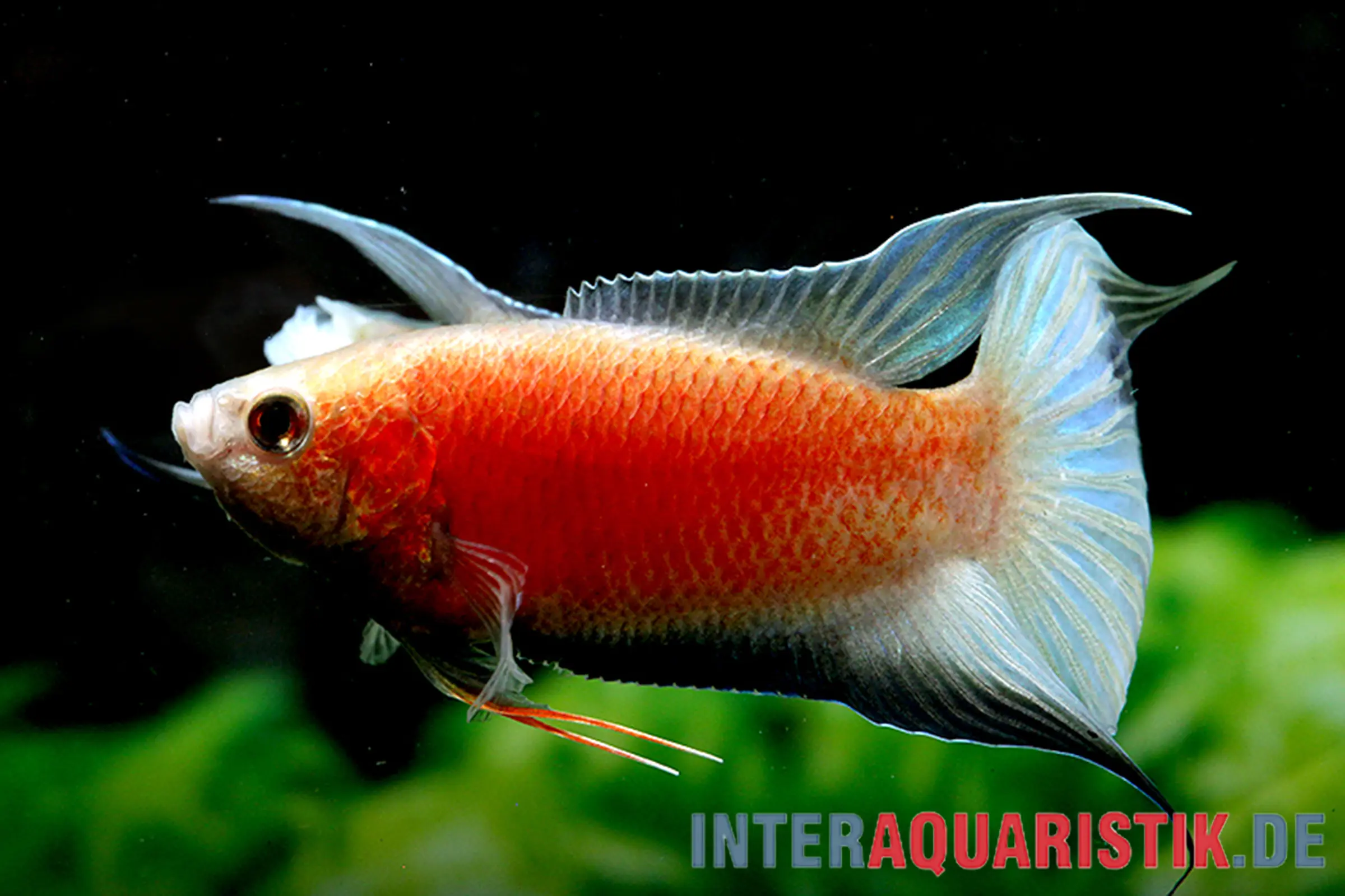 Poisson paradis « Fire & Ice », Macropodus opercularis « Fire & Ice »