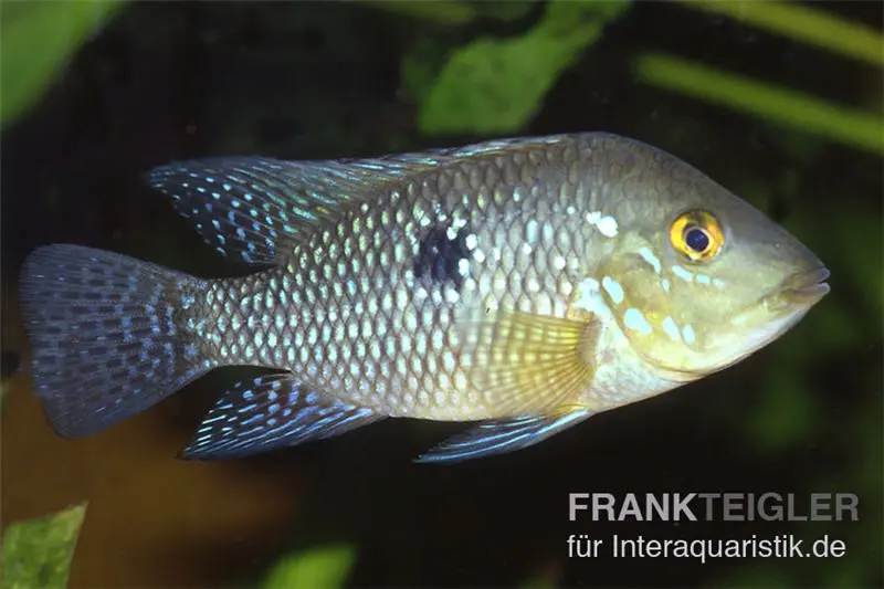 Mangeur de terre nacré, Geophagus brasiliensis