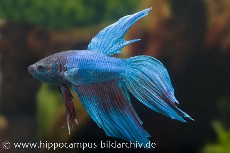 Combattant Long Tail turquoise, Betta splendens, mâle