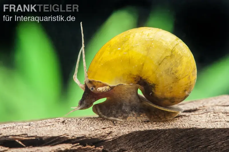 Escargot-pomme asiatique jaune, Pila polita