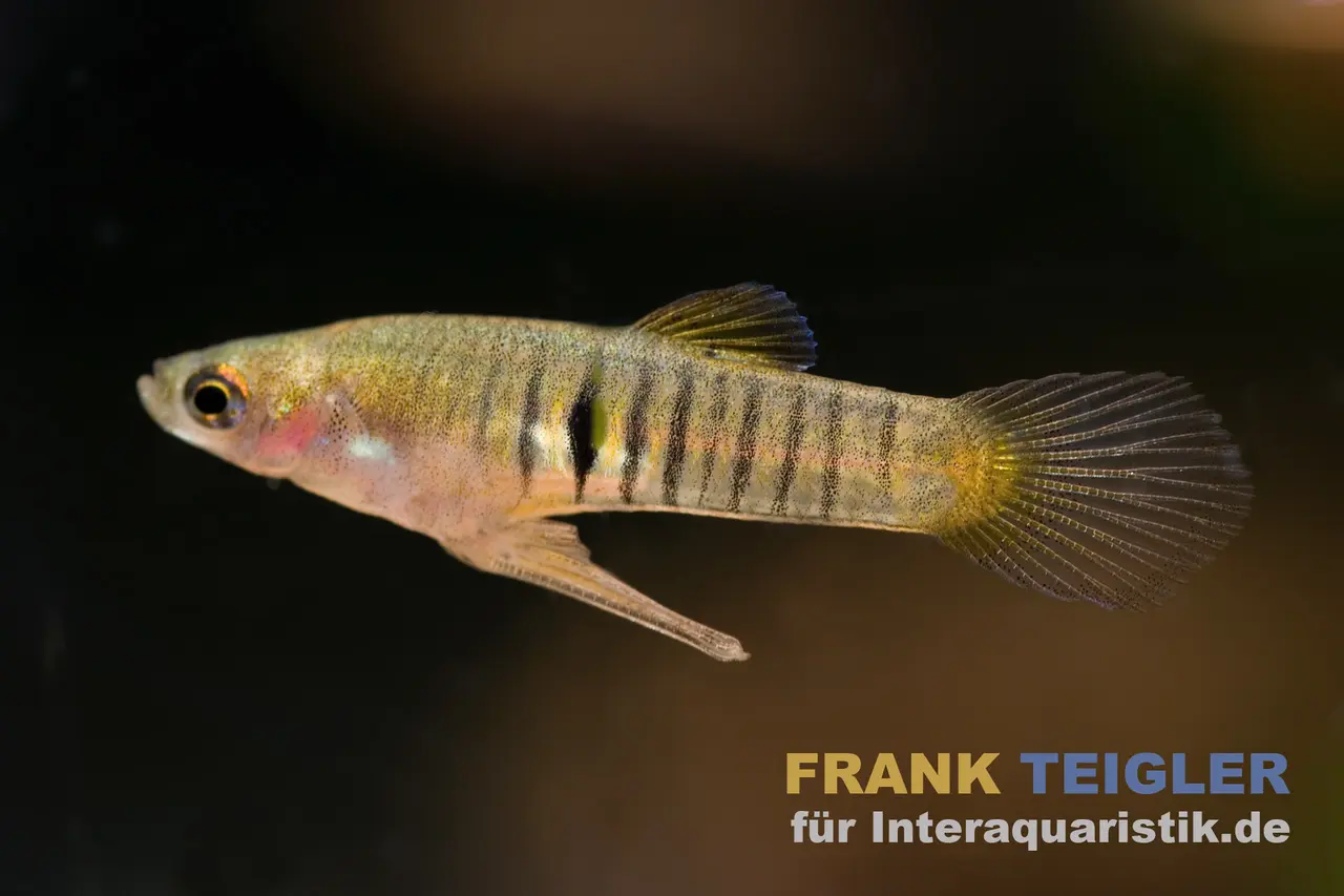Poéciliidé nain élégant, Neoheterandria elegans (mini-poisson)