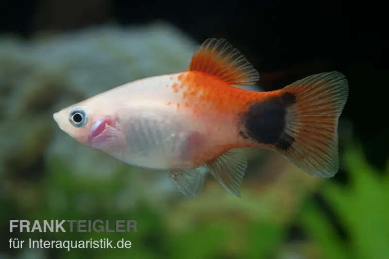 Platy ananas Mickey Mouse rose, Xiphophorus maculatus