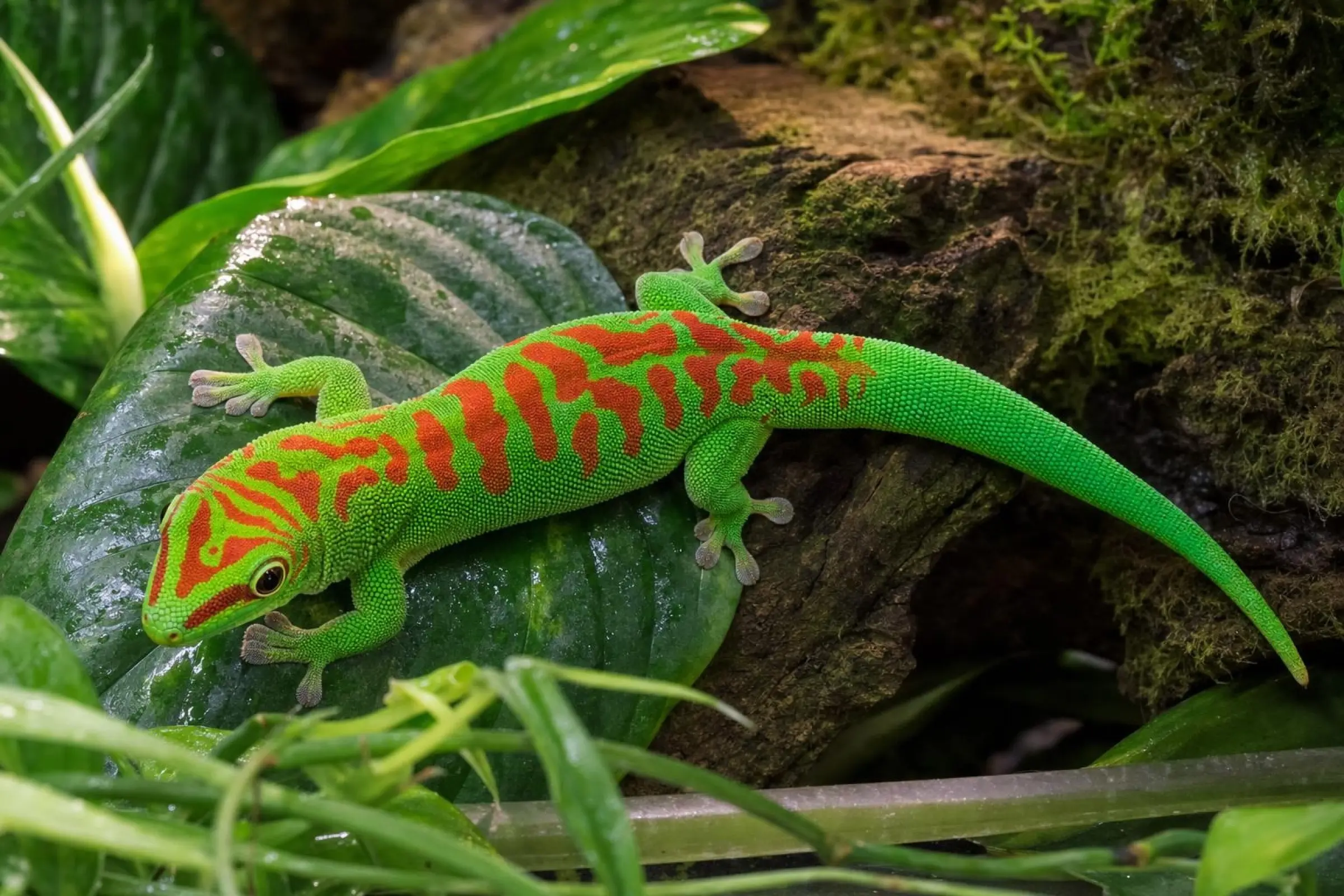 Grand gecko diurne de Madagascar « High Red », Phelsuma grandis