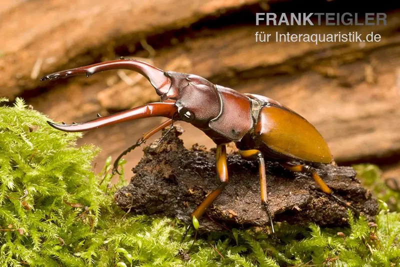 Lucane rouge vineux, Prosopocoilus astacoides