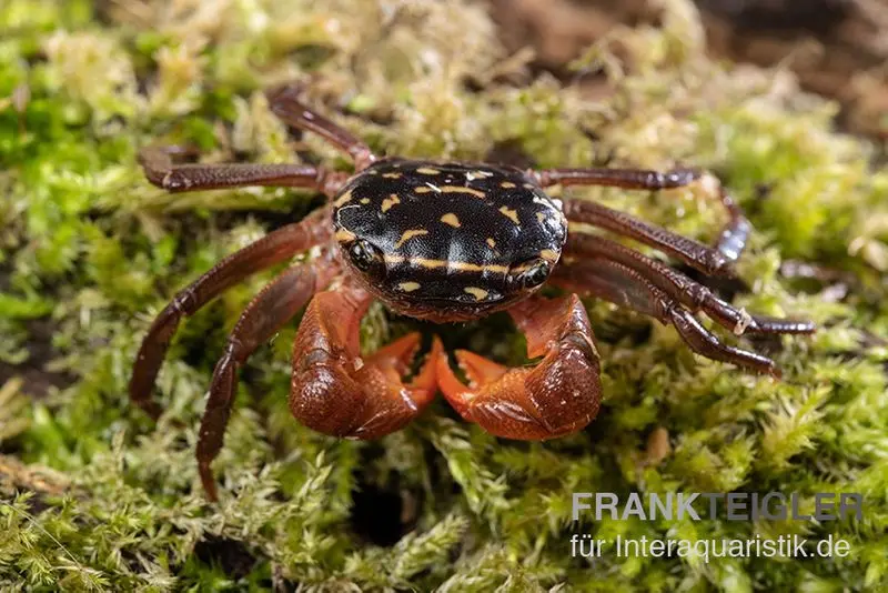 Crabe des mangroves Rainbow, Pseudosesarma sp.