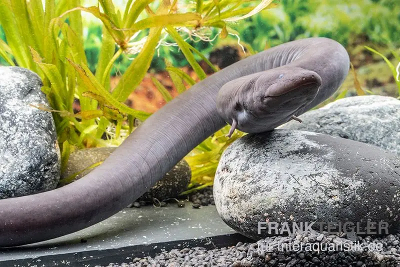 Triton anguille à deux doigts, Amphiuma means