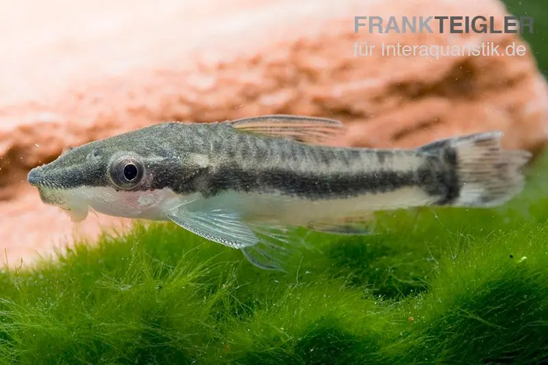 Otocinclus à tache branchiale, Otocinclus affinis (mini-poisson)