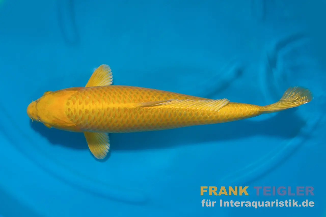 Koi japonais Suda Tosai Ginrin Yamabuki, Cyprinus carpio, 15-17 cm