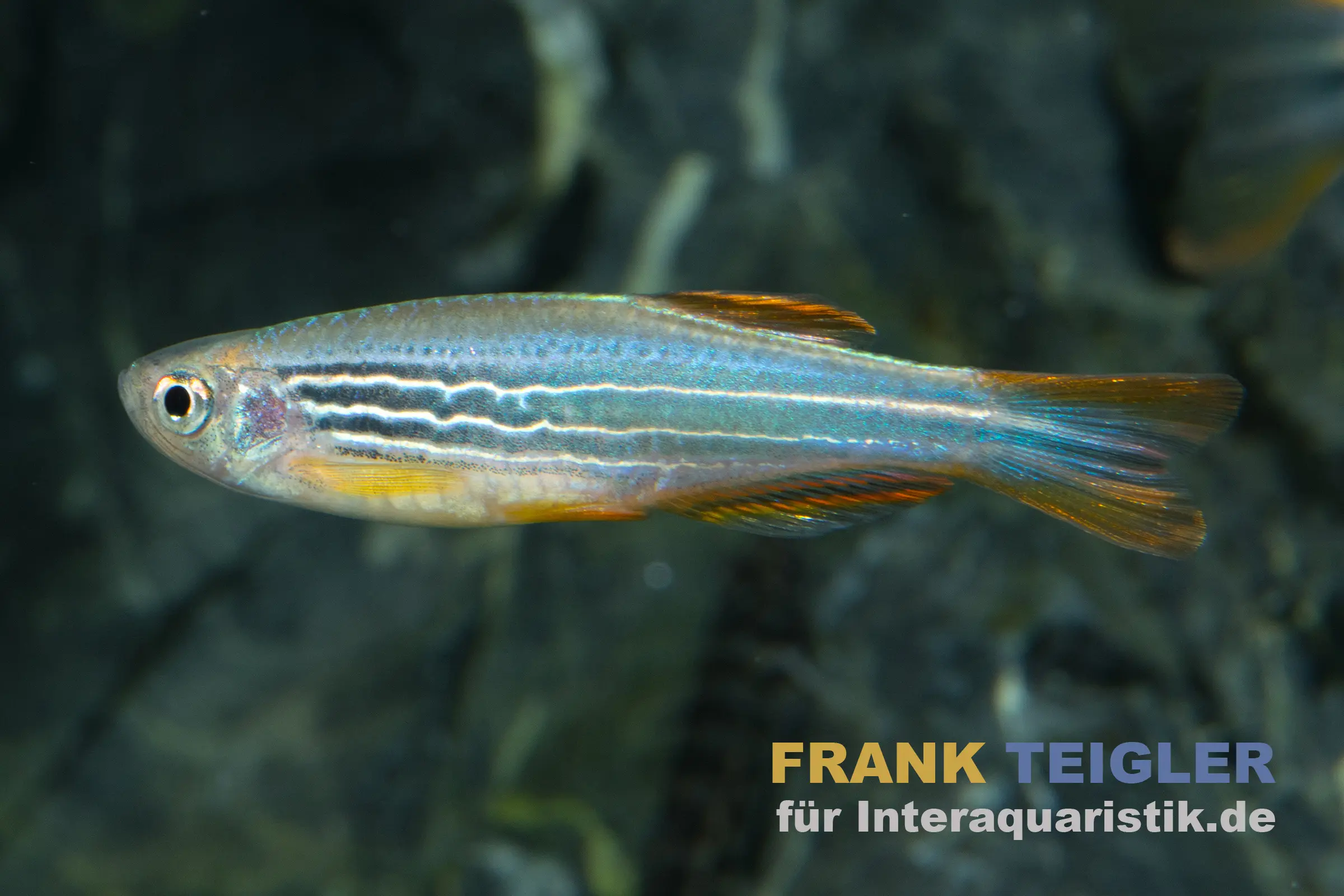 Barbus zébré rouge, FORME RAYÉE, Danio quagga