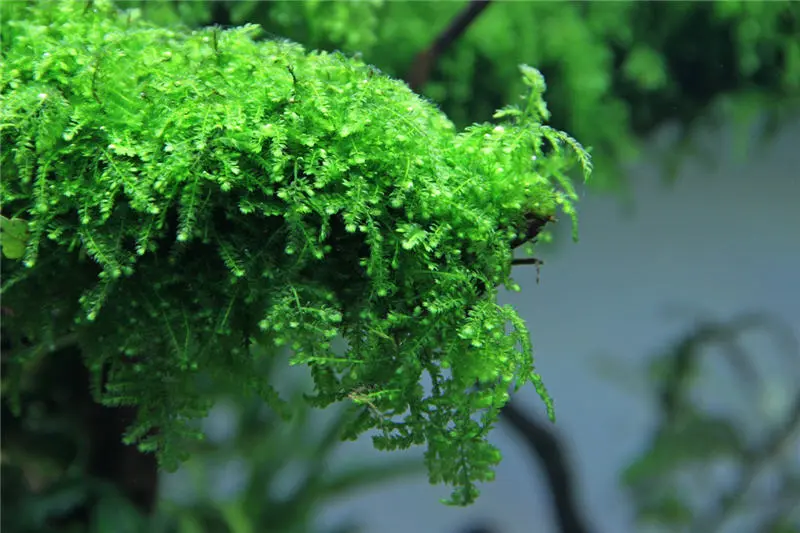 Mousse Weeping, Vesicularia ferriei, en pot de 150 ml