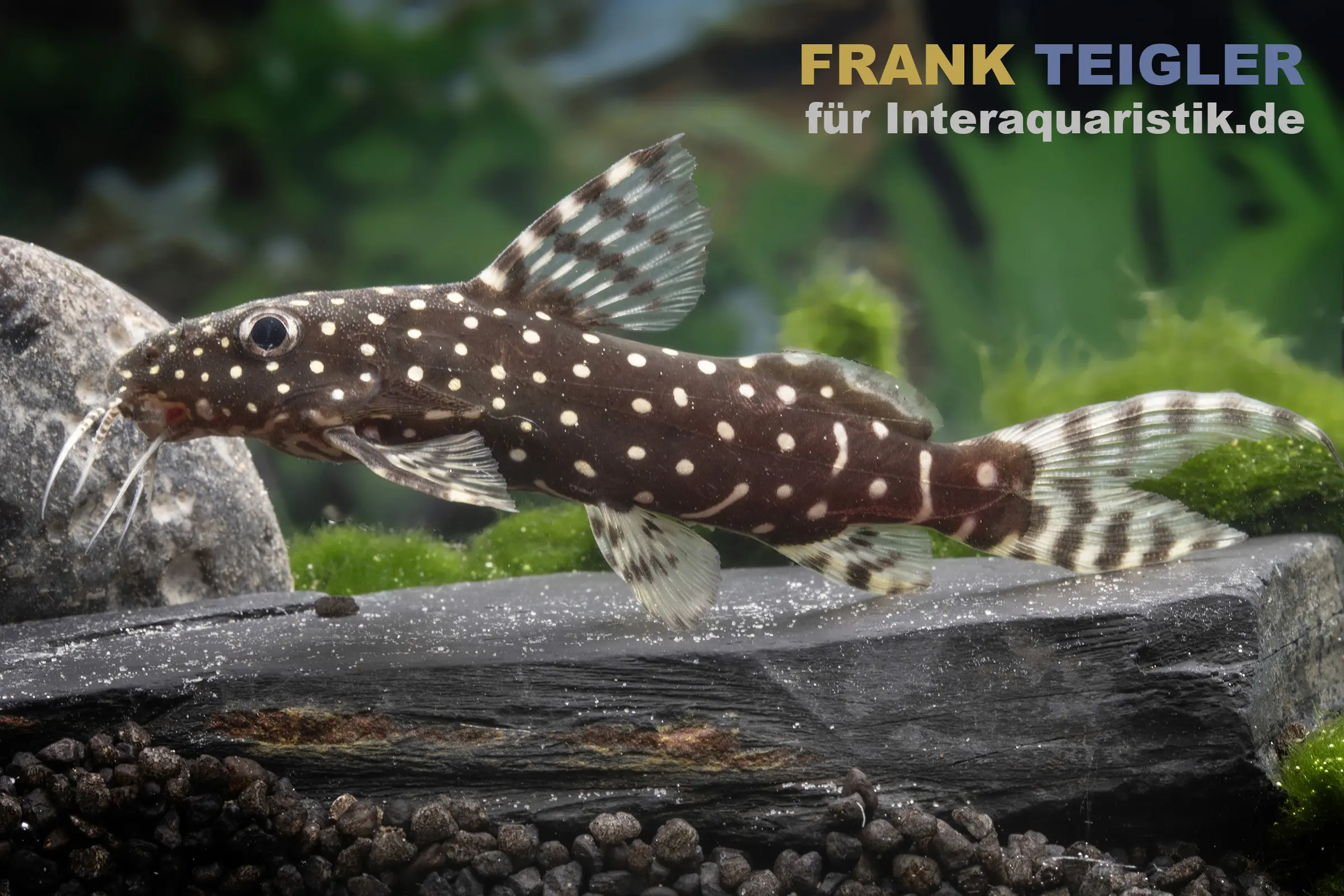 Silure pintade, Synodontis angelicus, 8-10 cm