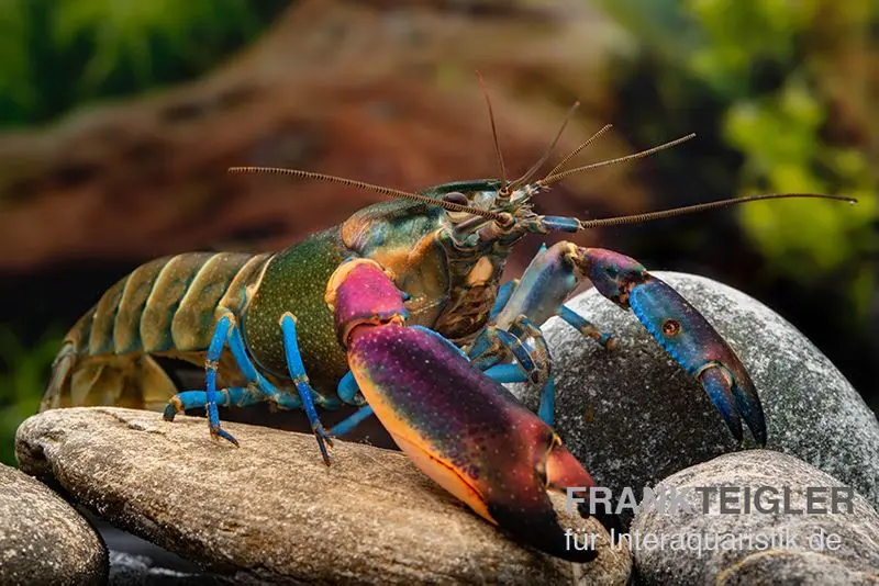 Écrevisse bleue de Kambuaya, Cherax spec. Kambuaya Creek Blue Claw